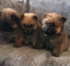 Champion Xmas Chow Chow Puppies