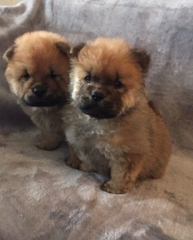 Champion Xmas Chow Chow Puppies - 2