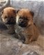 Champion Xmas Chow Chow Puppies - 2 - Thumbnail