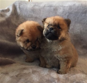 Champion Xmas Chow Chow Puppies - 3