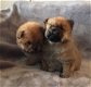 Champion Xmas Chow Chow Puppies - 3 - Thumbnail