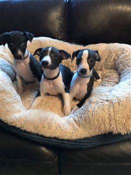 Mooie kwaliteit Kc Reg Whippet baby's - 1