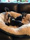 Mooie kwaliteit Kc Reg Whippet baby's - 2 - Thumbnail