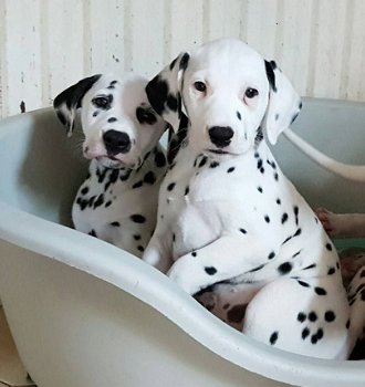 Prachtige Kc geregistreerde Dalmatische puppy's - 1