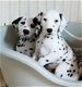 Prachtige Kc geregistreerde Dalmatische puppy's - 1 - Thumbnail