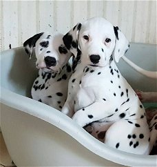 Prachtige Kc geregistreerde Dalmatische puppy's