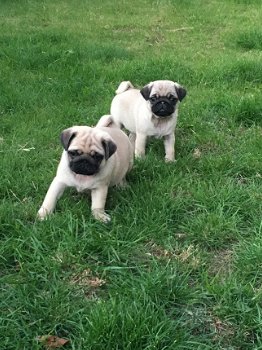 Verbluffende Pug Puppies te koop - 3