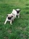 Verbluffende Pug Puppies te koop - 3 - Thumbnail