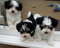 Toppedigree Havanezer Puppies