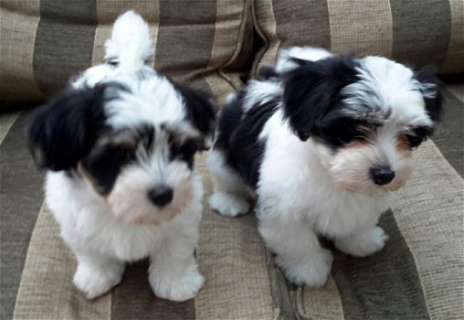 Toppedigree Havanezer Puppies - 2