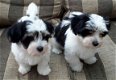 Toppedigree Havanezer Puppies - 2 - Thumbnail