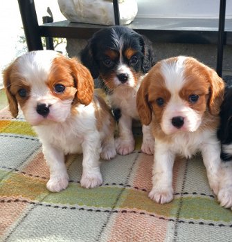 Mooie Cavalier King Charles Spaniel Pups te koop - 1