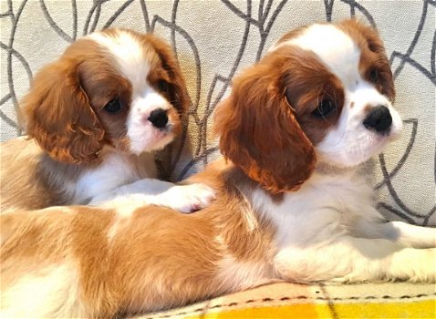 Mooie Cavalier King Charles Spaniel Pups te koop - 2