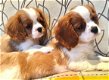 Mooie Cavalier King Charles Spaniel Pups te koop - 2 - Thumbnail