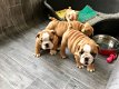 Prachtige Engelse puppy's van de Engelse bulldog - 2 - Thumbnail