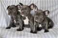 Kwaliteit Franse Bulldog puppy's - 1 - Thumbnail