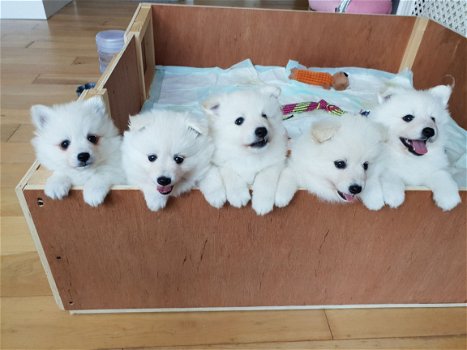Witte Japans-Pommerse puppy's - 1