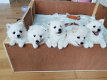 Witte Japans-Pommerse puppy's - 1 - Thumbnail
