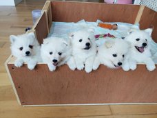 Witte Japans-Pommerse puppy's