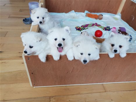 Witte Japans-Pommerse puppy's - 2