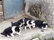 Mooie border collie-puppy's te koop - 1 - Thumbnail