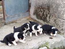 Mooie border collie-puppy's te koop