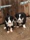 Mooie border collie-puppy's te koop - 2 - Thumbnail