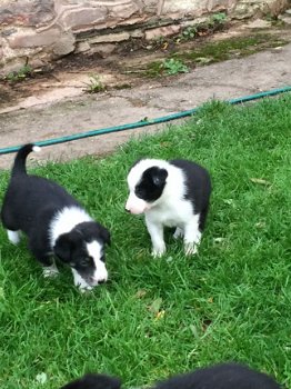 Mooie border collie-puppy's te koop - 3