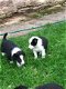 Mooie border collie-puppy's te koop - 3 - Thumbnail