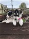 Mooie Pure Siberische Husky Puppies - 1 - Thumbnail