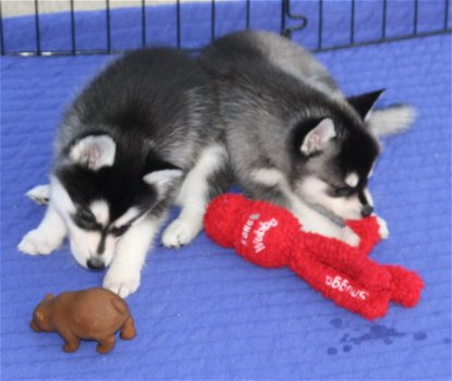 Mooie Pure Siberische Husky Puppies - 2