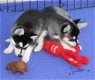 Mooie Pure Siberische Husky Puppies - 2 - Thumbnail