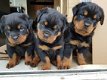 Mooie stevige Rottweiler-puppy's - 1 - Thumbnail