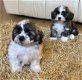 Shih Tzu Puppies klaar voor hun nieuwe huizen - 1 - Thumbnail