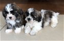 Shih Tzu Puppies klaar voor hun nieuwe huizen - 2 - Thumbnail