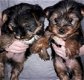 Miniatuur yorkshire pups te koop - 2 - Thumbnail