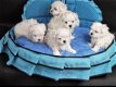 Kc prachtige Maltese baby's - 1 - Thumbnail