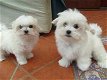 Kc prachtige Maltese baby's - 2 - Thumbnail