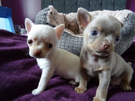 Theekopje Chihuahua Puppies - 1