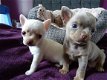 Theekopje Chihuahua Puppies - 1 - Thumbnail