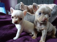 Theekopje Chihuahua Puppies