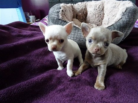 Theekopje Chihuahua Puppies - 2