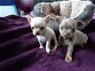 Theekopje Chihuahua Puppies - 2 - Thumbnail