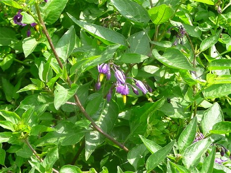 Bitterzoet, Solanum dulcamara - 0