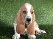 Mooie Basset Pups - 1 - Thumbnail