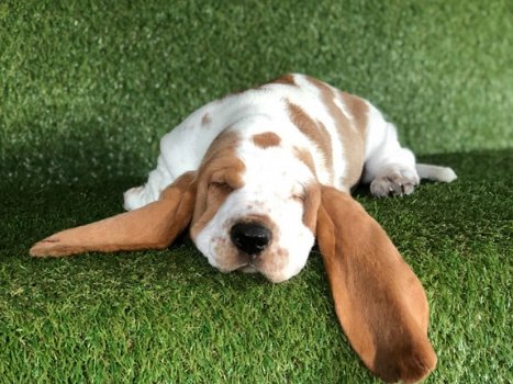 Mooie Basset Pups - 2