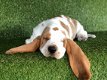 Mooie Basset Pups - 2 - Thumbnail