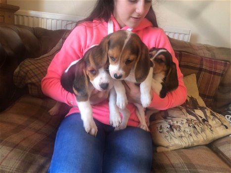 Beagle Pups nu - 1