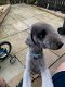 Bedlington Terrier Pups - 1 - Thumbnail