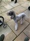 Bedlington Terrier Pups - 2 - Thumbnail